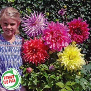 Dinner Plate Dahlia Super Mix Thumbnail